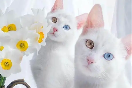 一文告诉你：猫吃了塑料包装纸怎么办？