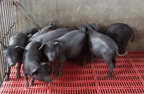 太湖母猪哪里有卖？可以养到多大？