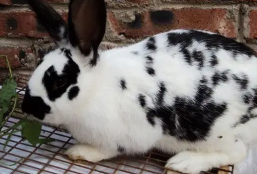 可可爱爱的花巨兔的价格是多少，快来看看吧~