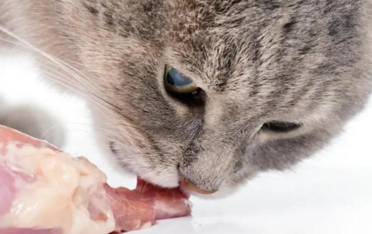 幼猫粮和成猫粮的区别，你们知道吗？