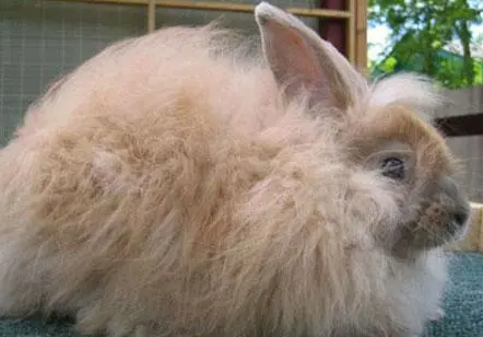 今日科普:德国安哥拉兔价格多少 今日科普:德国安哥拉兔价格多少