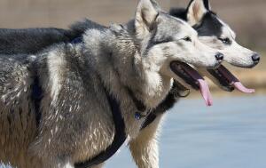 你们都不好奇哈士奇的身世吗？进来看答案