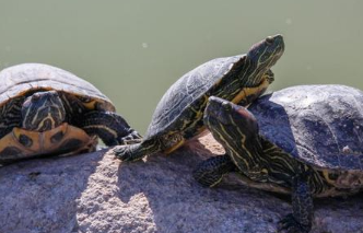 为什么乌龟喜欢叠罗汉？看完这篇文章你就懂了！