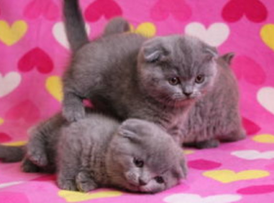 英短和折耳猫的区别是什么?一起来看看叭 英短和折耳猫的区别是什么?一起来看看叭