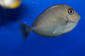 比夫拉锯尾吊怎么养？学会这些，让你晋升成“养鱼高手”