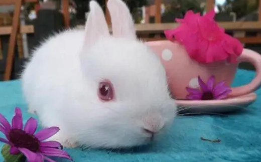 波兰兔好不好养，新手铲屎官一定要懂