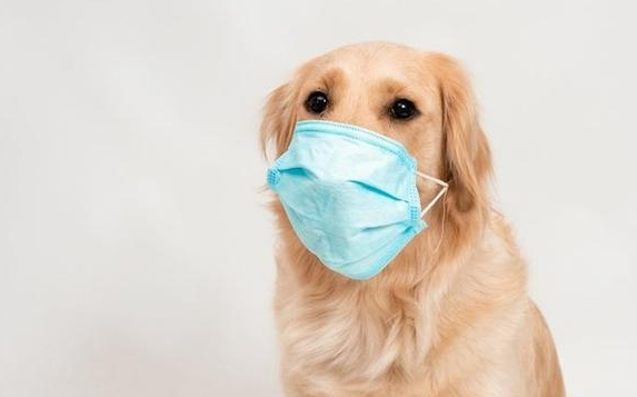 狗狗会传染新冠病毒吗？没有证据表明