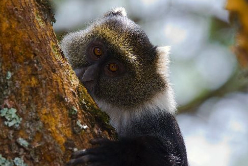 科普向丨一文揭开科尔布白领青长尾猴的神秘面纱