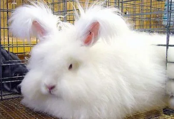 巨型安哥拉兔咬人吗？想养的看过来