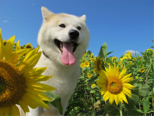 星守之犬(2011)的剧照 星守之犬(2011)的剧照