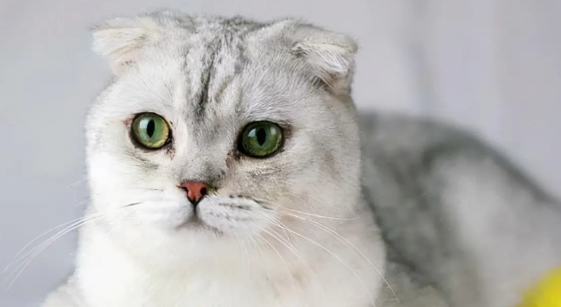 想知道有没有不发病的折耳猫？那就来看看这篇文章吧