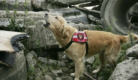 地震处于多少级狗狗会出现反应? 地震处于多少级狗狗会出现反应?