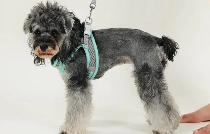 狗狗牵引绳胸背带怎么套？主要分这四个步骤