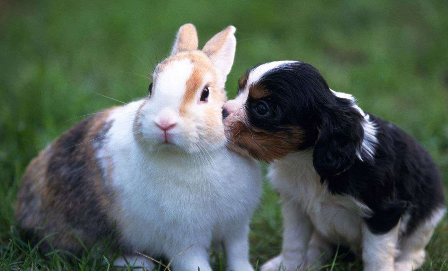 新疆塔里木兔繁殖期一般在这段时间