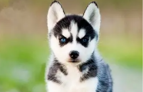 哈士奇看似六亲不认,那它对主人有感情吗? 哈士奇看似六亲不认,那它对主人有感情吗?