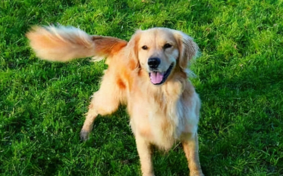 狗用尾巴干什么呢？本文告诉你答案！