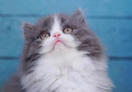 长矛蓝白高地是什么猫?不知道的来看一下吧! 长矛蓝白高地是什么猫?不知道的来看一下吧!