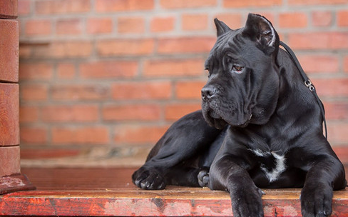 为什么养卡斯罗的人很少?说了你别不信 为什么养卡斯罗的人很少?说了你别不信