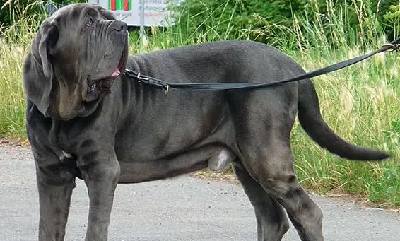 想要入手纽波利顿獒犬？先了解它的价格吧！