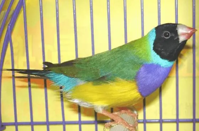 想知道七彩文鸟什么品种最贵的，速来！