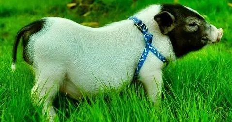 迷你香猪需要打什么疫苗？来看看吧