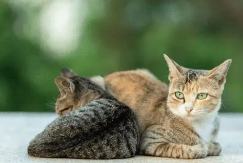 狸花猫小时候和长大后的区别?其实很简单~ 狸花猫小时候和长大后的区别?其实很简单~