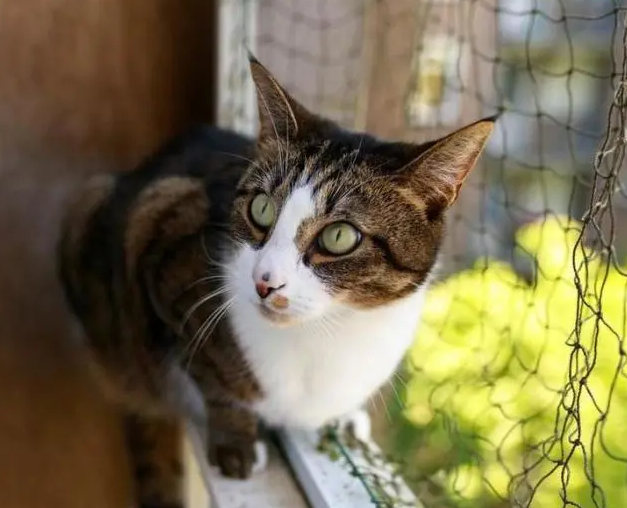 科学养猫要封窗，一文教会你养猫装哪种纱窗。