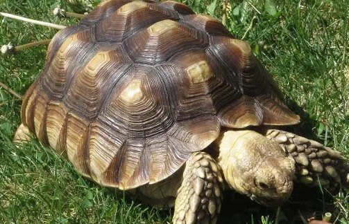 苏卡达流鼻涕怎么办？我来告诉你！