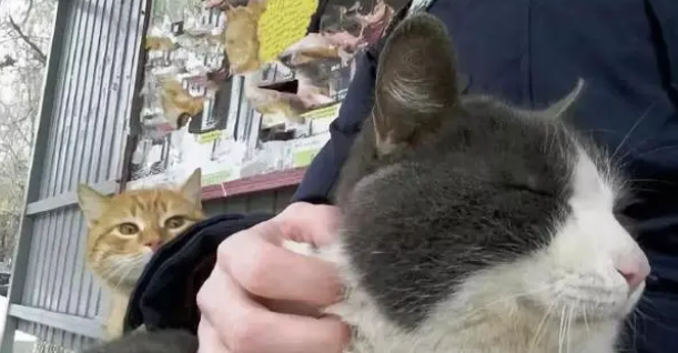 猫咪能吃太多零食吗？天天吃零食，会有这些危害