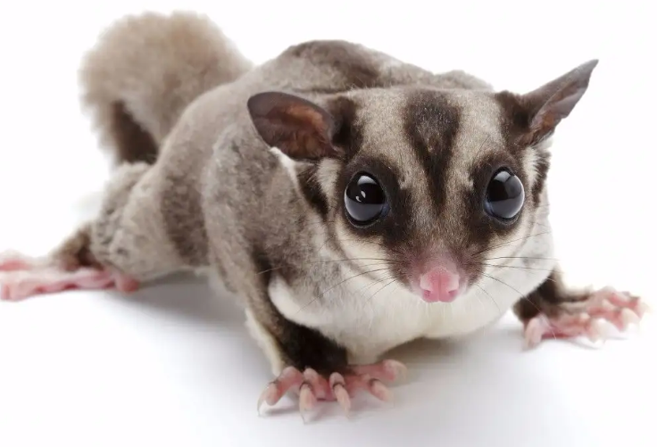 蜜袋鼯会飞吗?看看这篇文章 蜜袋鼯会飞吗?看看这篇文章