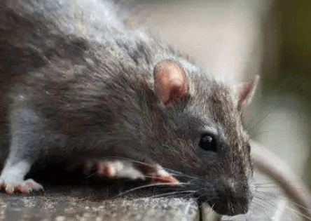 神奇的烫鼠，你知道咋养吗？