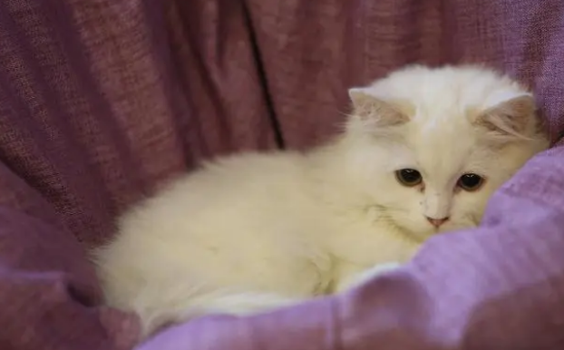 对于猫在各个年龄阶段，要给它适合的猫粮