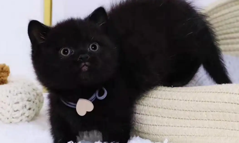 黑色英短怎么配出来的?想知道的看过来 黑色英短怎么配出来的?想知道的看过来