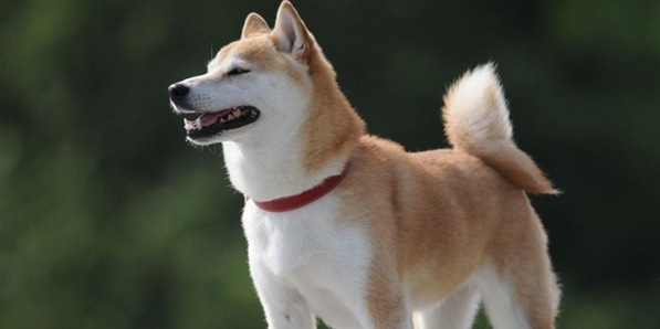 “旺家”的狗有这些特征,来看看你家狗狗有没有 “旺家”的狗有这些特征,来看看你家狗狗有没有