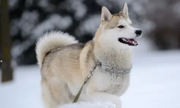 西伯利亚雪橇犬属于什么犬？二哈其实一点儿都不“二”