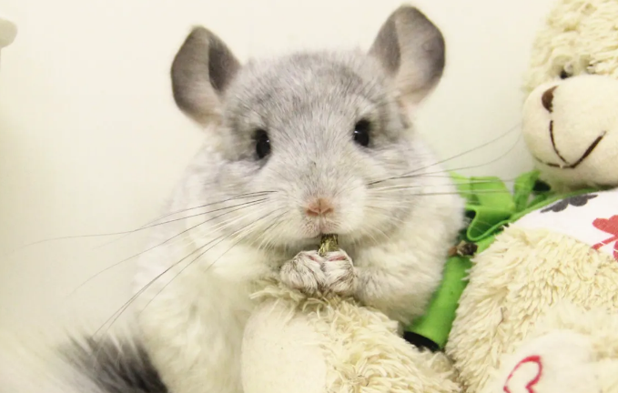 宠物龙猫多少钱一只?主要看品相 宠物龙猫多少钱一只?主要看品相