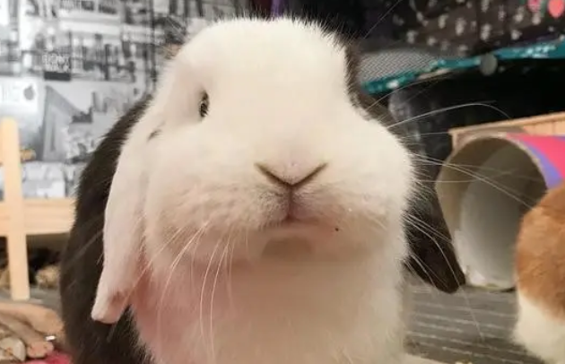 英国迷你垂耳兔吃什么，想了解的看过来！