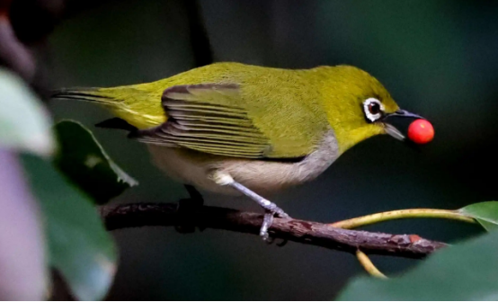 绣眼鸟养几只最好？不清楚的快来瞧瞧吧！