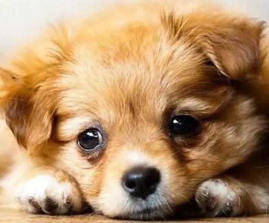 小狗身上有蜱虫该怎么办?快来了解下吧! 小狗身上有蜱虫该怎么办?快来了解下吧!