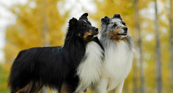 为什么不能养夫妻狗？答案在这里