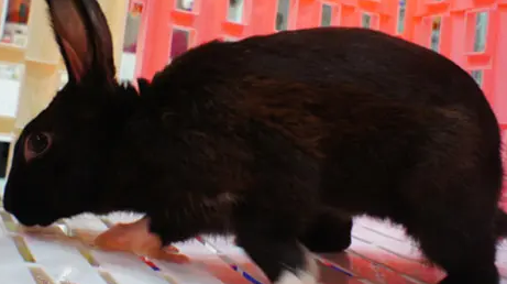 哈瓦那兔是小型兔吗？详细了解一下吧！