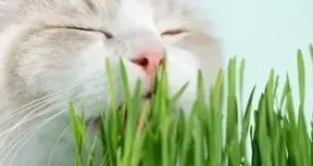 未卡VETRESKA无土猫草 喂养你的猫