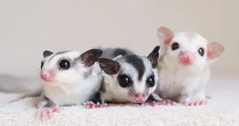 蜜袋鼯患了虫病怎么办，别急，解决方法就在这里~