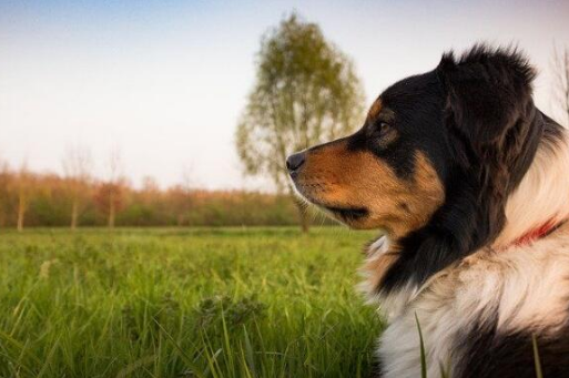 怎样辨别狗狗的年龄？铲屎官们快看过来~