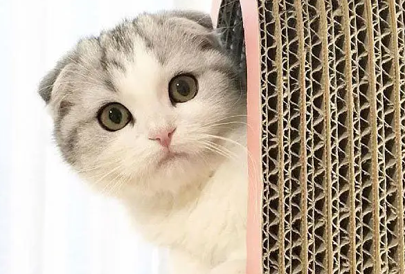 折耳猫过了几岁不发病？有必要知道