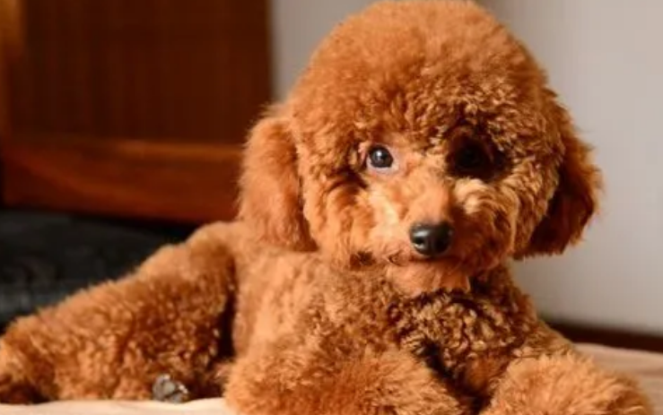 一篇文章告诉你贵妇狗和泰迪的区别! 一篇文章告诉你贵妇狗和泰迪的区别!