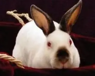 今日科普：喜马拉雅兔掉毛吗？