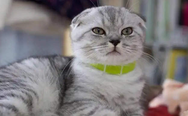 折耳猫一生不发病有吗？感兴趣的可以看看~