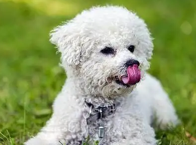 小狗喂食间隔多久一次？来这瞄一瞄！