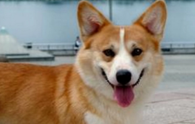 想要饲养柯基,不妨先来了解下柯基是哪个国家的品种吧~ 想要饲养柯基,不妨先来了解下柯基是哪个国家的品种吧~